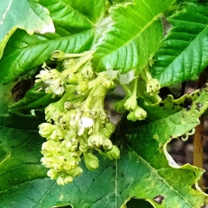 Photographie n°2962464 du taxon Acer pseudoplatanus L. [1753]