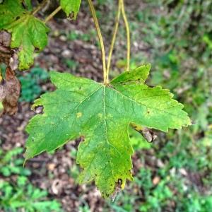 Photographie n°2962465 du taxon Acer pseudoplatanus L. [1753]
