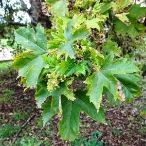 Photographie n°2962466 du taxon Acer pseudoplatanus L. [1753]