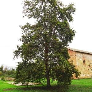 Photographie n°2962468 du taxon Acer pseudoplatanus L. [1753]