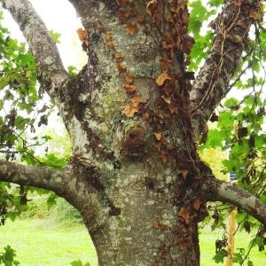 Photographie n°2962469 du taxon Acer pseudoplatanus L. [1753]