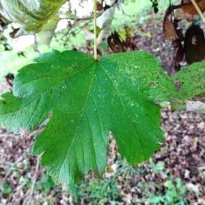 Photographie n°2962470 du taxon Acer pseudoplatanus L. [1753]
