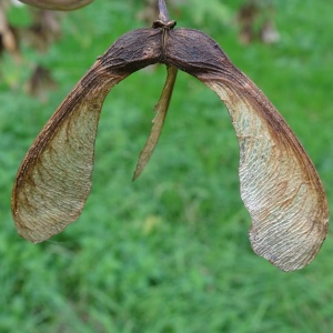 Photographie n°2962578 du taxon Acer pseudoplatanus L. [1753]