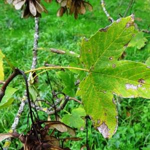 Photographie n°2962580 du taxon Acer pseudoplatanus L. [1753]