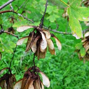 Photographie n°2962581 du taxon Acer pseudoplatanus L. [1753]