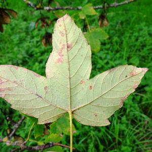 Photographie n°2962582 du taxon Acer pseudoplatanus L. [1753]