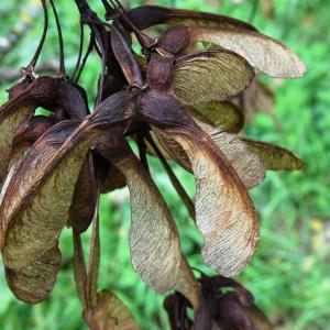 Photographie n°2962583 du taxon Acer pseudoplatanus L. [1753]