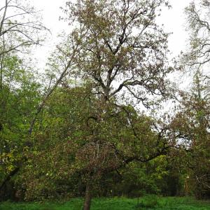 Photographie n°2962584 du taxon Acer pseudoplatanus L. [1753]