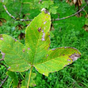 Photographie n°2962585 du taxon Acer pseudoplatanus L. [1753]