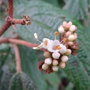 Photographie n°2962707 du taxon Viburnum rhytidophyllum Hemsl. [1888]