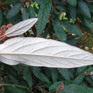 Photographie n°2962708 du taxon Viburnum rhytidophyllum Hemsl. [1888]