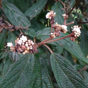Photographie n°2962710 du taxon Viburnum rhytidophyllum Hemsl. [1888]