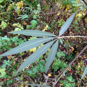 Photographie n°2962903 du taxon Vitex agnus-castus L. [1753]