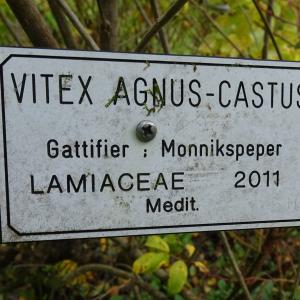 Photographie n°2962906 du taxon Vitex agnus-castus L. [1753]