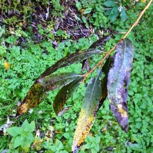 Photographie n°2962945 du taxon Salix viminalis L. [1753]