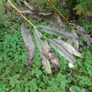 Photographie n°2962946 du taxon Salix viminalis L. [1753]