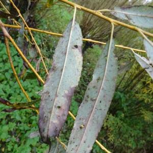 Photographie n°2962947 du taxon Salix viminalis L. [1753]