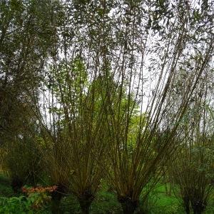 Photographie n°2962948 du taxon Salix viminalis L. [1753]