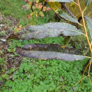 Photographie n°2962949 du taxon Salix viminalis L. [1753]
