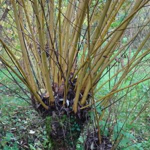  - Salix viminalis L. [1753]