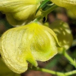 Aconitum anthora L. [1753] [nn496] par Bernard Legendre le 05/09/2023 - Plateau d'Hauteville