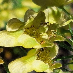 Aconitum anthora L. [1753] [nn496] par Bernard Legendre le 05/09/2023 - Plateau d'Hauteville