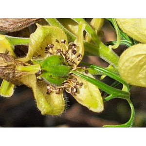 Aconitum anthora L. [1753] 2023-09-05 (10).jpg