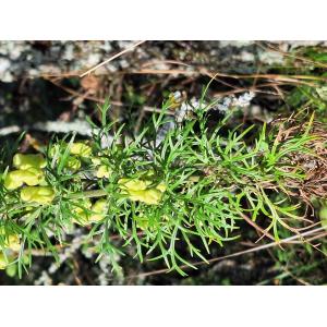 Aconitum anthora L. [1753] 2023-09-05 (2).jpg