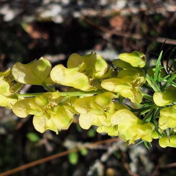 Aconitum anthora L. [1753] [nn496] par Bernard Legendre le 05/09/2023 - Plateau d'Hauteville