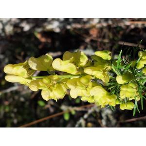 Aconitum anthora L. [1753] 2023-09-05 (3).jpg