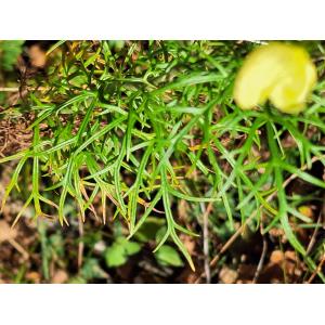 Aconitum anthora L. [1753] 2023-09-05 (8).jpg