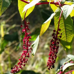 Phytolacca americana