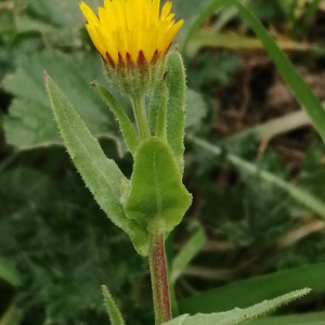 Calendula arvensis L. [1763] [nn12140] par Patrick Ressayre le 04/01/2025 - Bourg-Saint-Andéol