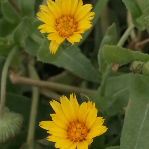 Calendula arvensis L. [1763] [nn12140] par Patrick Ressayre le 04/01/2025 - Bourg-Saint-Andéol