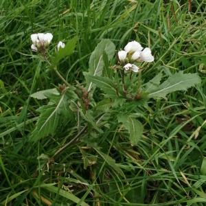 Diplotaxis erucoides subsp. erucoides [nn22622] par Patrick Ressayre le 04/01/2025 - Bourg-Saint-Andéol