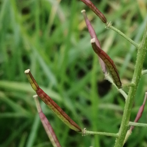 Diplotaxis erucoides subsp. erucoides [nn22622] par Patrick Ressayre le 04/01/2025 - Bourg-Saint-Andéol