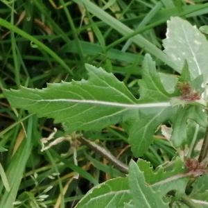 Diplotaxis erucoides subsp. erucoides [nn22622] par Patrick Ressayre le 04/01/2025 - Bourg-Saint-Andéol