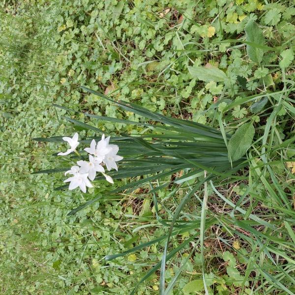 Narcissus papyraceus Ker Gawl. [nn43626] par MarkusLubke le 04/01/2025 - Auribeau-sur-Siagne