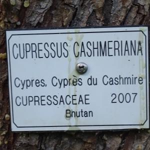 Cupressus cashmeriana Carrière [nn101307] par Alain Bigou le 08/11/2023 - Ayen