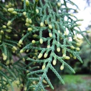 Cupressus cashmeriana Carrière [nn101307] par Alain Bigou le 08/11/2023 - Ayen