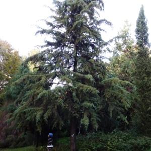 Cupressus cashmeriana Carrière [nn101307] par Alain Bigou le 08/11/2023 - Ayen