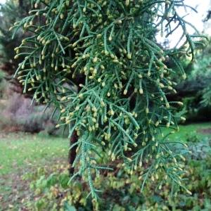 Cupressus cashmeriana Carrière [nn101307] par Alain Bigou le 08/11/2023 - Ayen