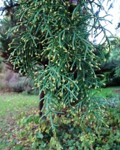 Alain Bigou, le  8 novembre 2023 (Ayen (La Tuillière))