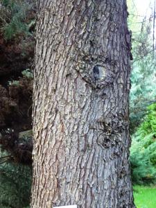 Alain Bigou, le  8 novembre 2023 (Ayen (La Tuillière))