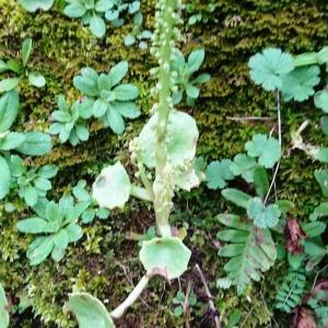 Umbilicus rupestris (Salisb.) Dandy [1948] [nn70339] par Alain Bigou le 28/02/2024 - Peyrusse-le-Roc