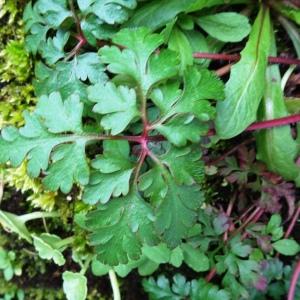 Geranium robertianum L. [1753] [nn30044] par Alain Bigou le 28/02/2024 - Peyrusse-le-Roc