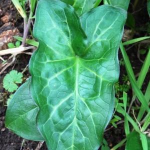 Arum italicum Mill. [1768] [nn7024] par Alain Bigou le 28/02/2024 - Peyrusse-le-Roc