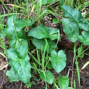 Arum italicum Mill. [1768] [nn7024] par Alain Bigou le 28/02/2024 - Peyrusse-le-Roc