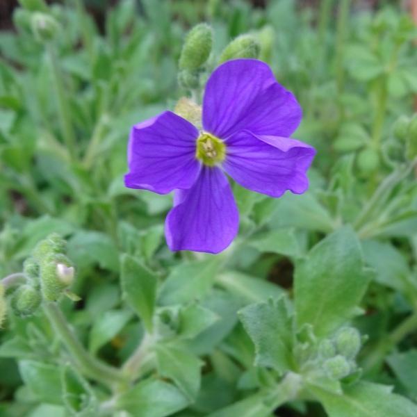 Aubrieta deltoidea (L.) DC. [1821] [nn8523] par Alain Bigou le 28/02/2024 - Peyrusse-le-Roc