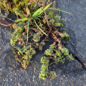 Photographie n°3114743 du taxon Hypericum perforatum L.